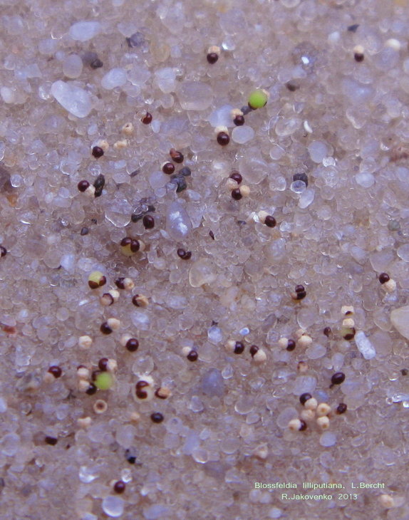 Blossfeldia lilliputiana, Rio Icla, L.Bercht 425