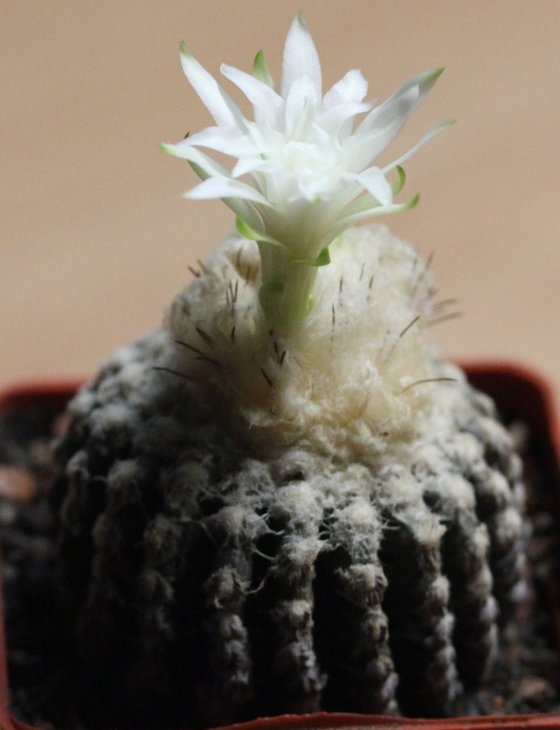 Discocactus horstii