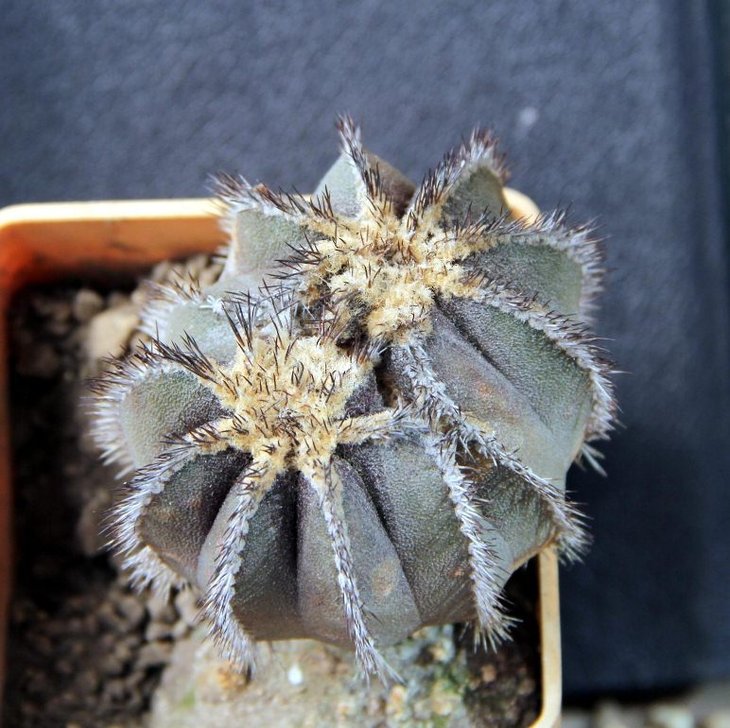 Uebelmannia pectinifera HU106_2H_27.9.12.jpg