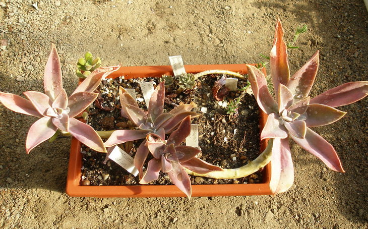 Graptoveria Fred Ives..JPG