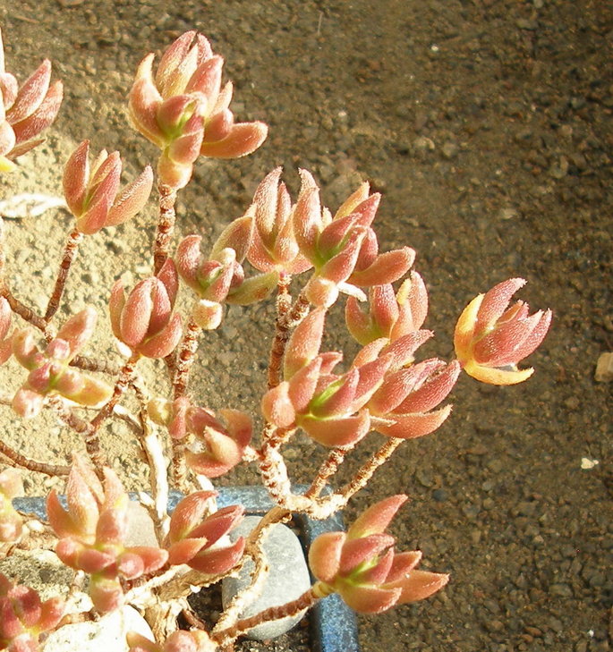 Crassula mesembryanthemoides1.JPG