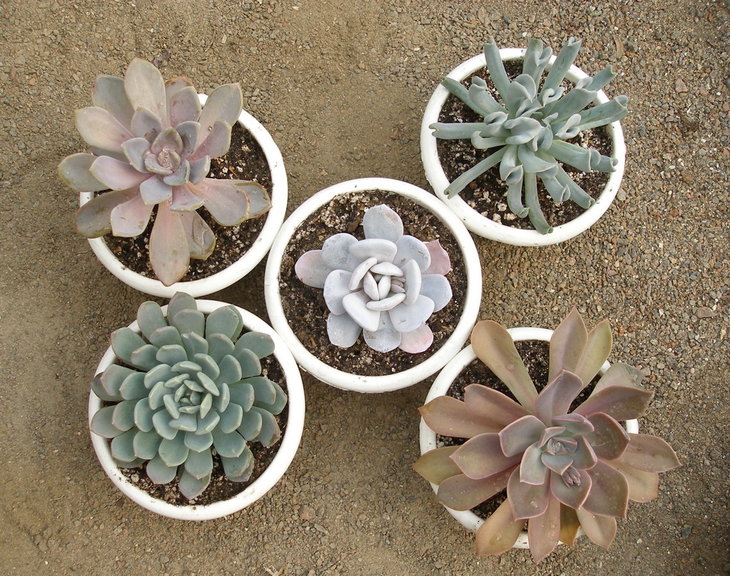 Echeverias.JPG