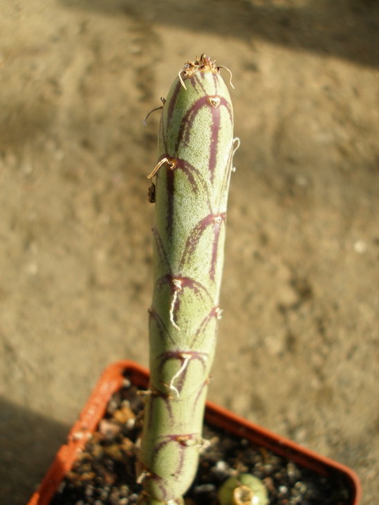 Senecio articulatus.JPG