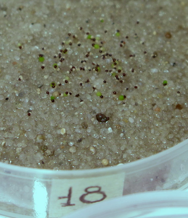 № 18 Bl.sp. KK-2012 R.Jakovenko