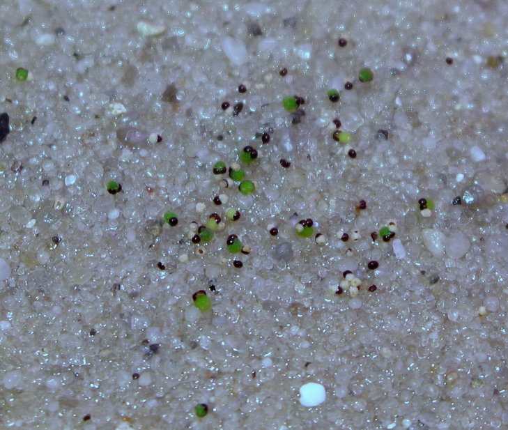 № 13 Bl.lilliputiana, L.Bercht-425