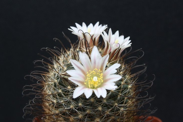Mammillaria weingartiana 13-1 .JPG