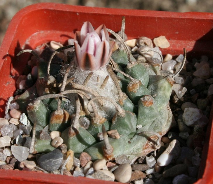turbinicarpus panarottoi