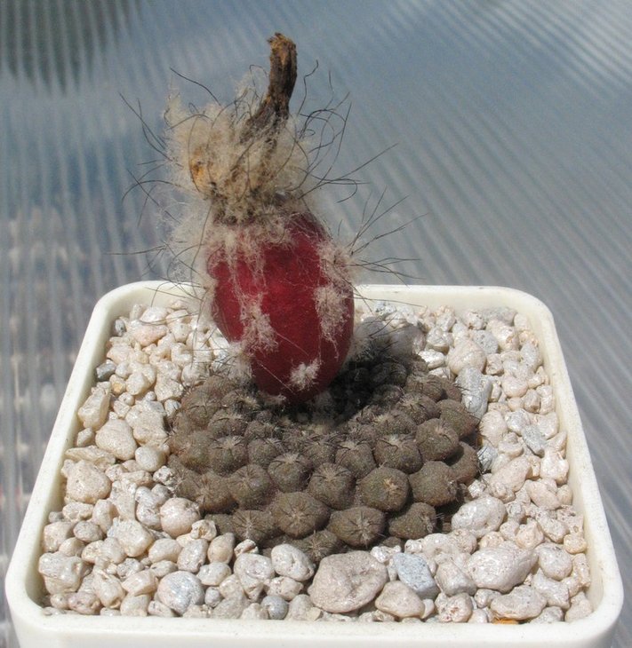 Neochilenia esmeraldana FR518