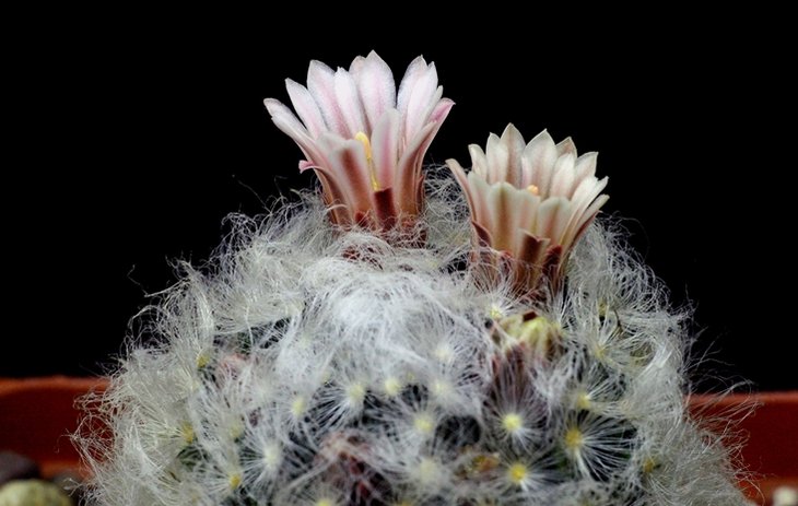 Mammillaria aureilanata v. albilanata 13.jpg