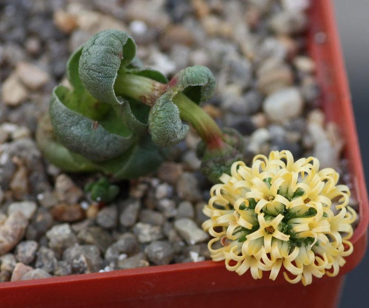 crassula columnaris.jpg