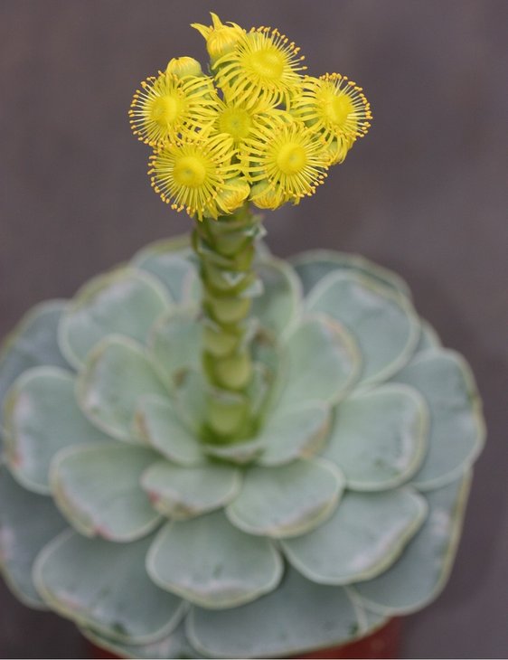 greenovia4.jpg
