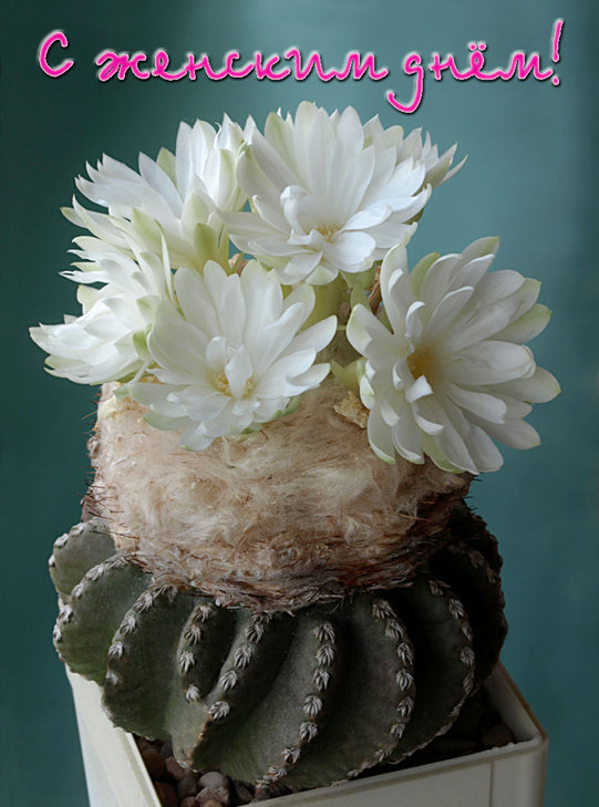 Discocactus-2013.jpg