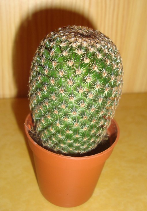 Mammilaria matudae