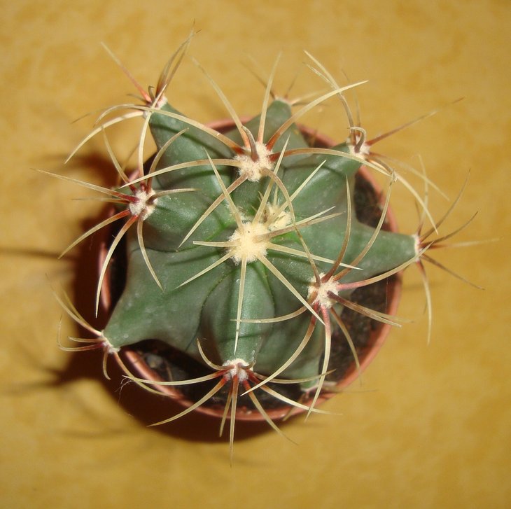 Ferocactus emoryi