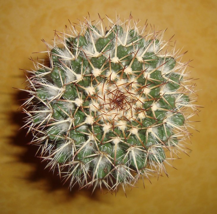 Mammilaria mammilaris