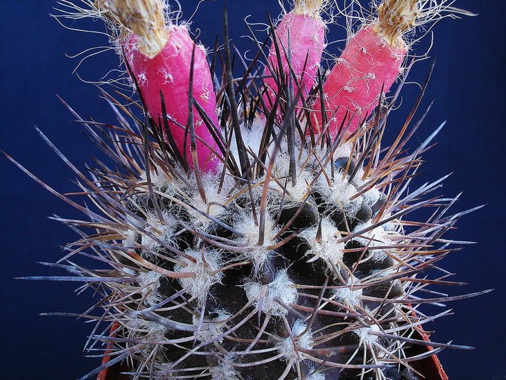 Pyrrhocactus floccosus