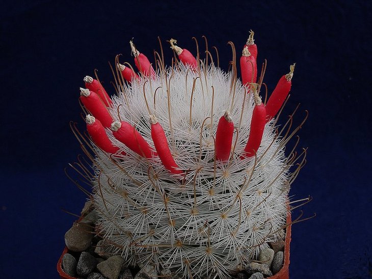 Mammillaria viescensis