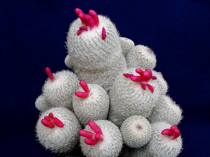 Epithelantha micromeris