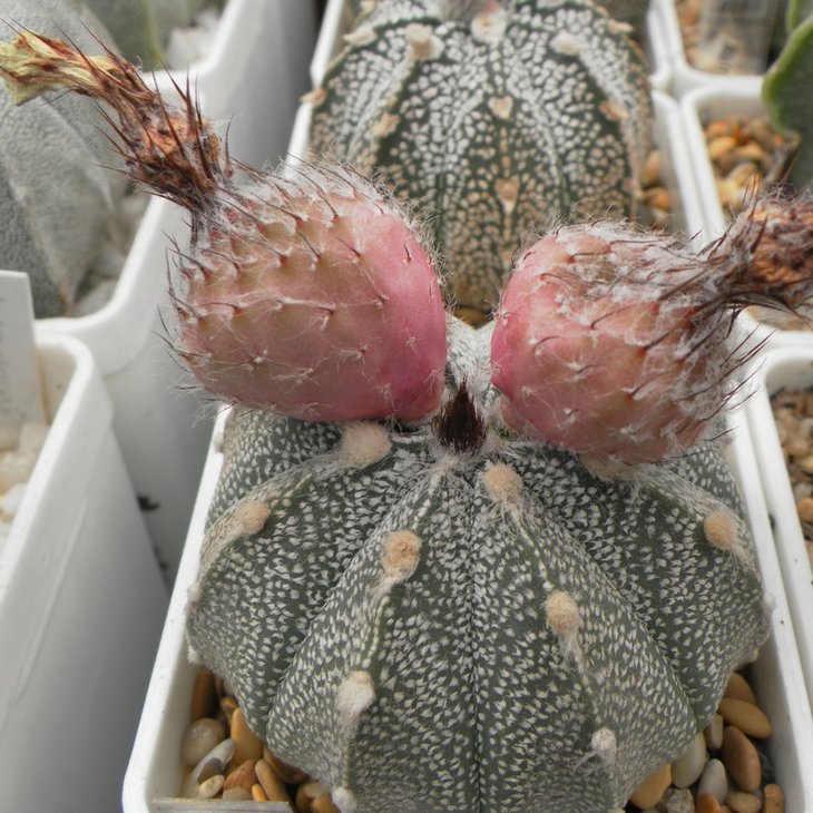 Astrophytum xCoAs