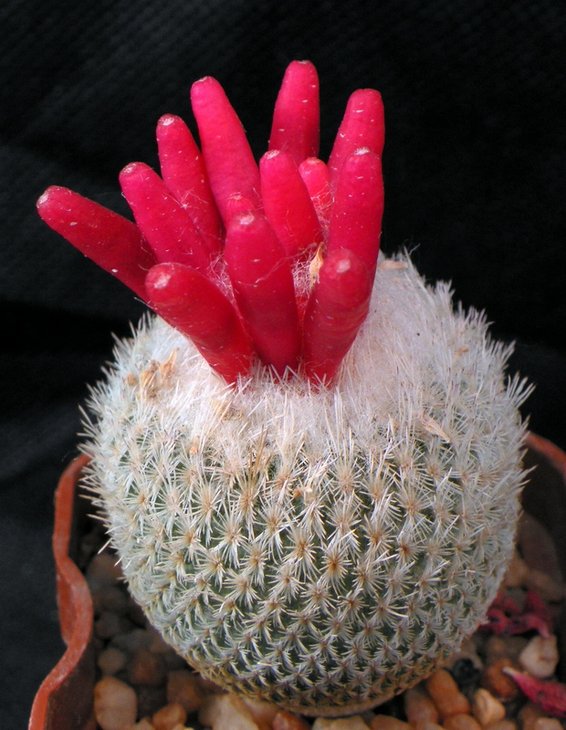 Epithelantha micromeris