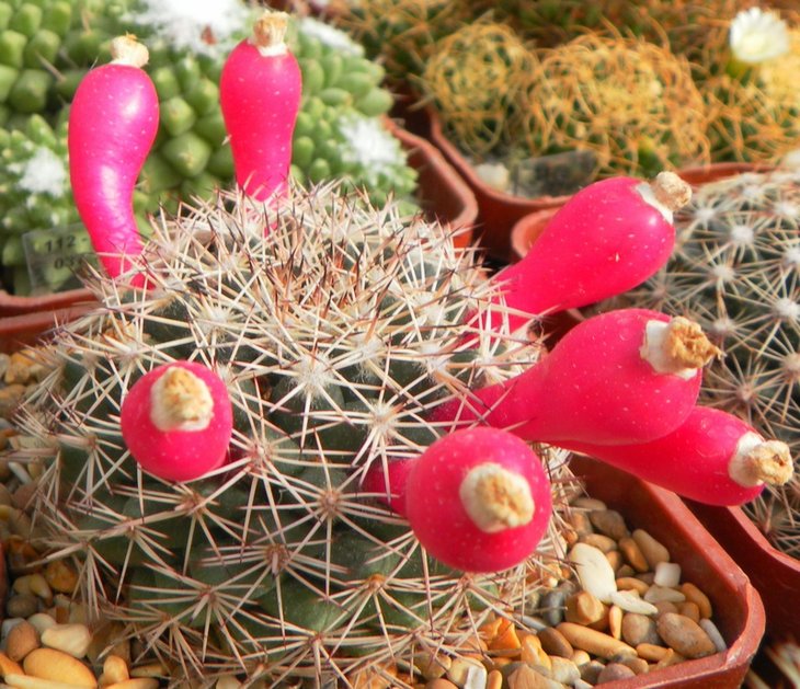 Mammillaria johnstoni v. sancarlensis