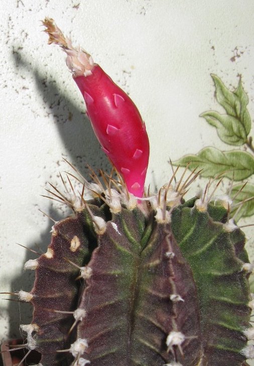 Gymnocalycium fridrichi