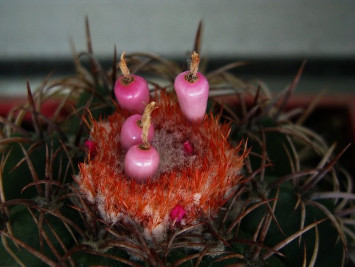 Melocactus sp.
