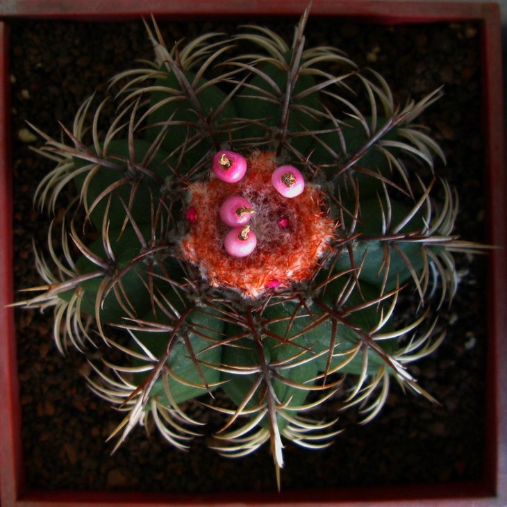 Melocactus sp.
