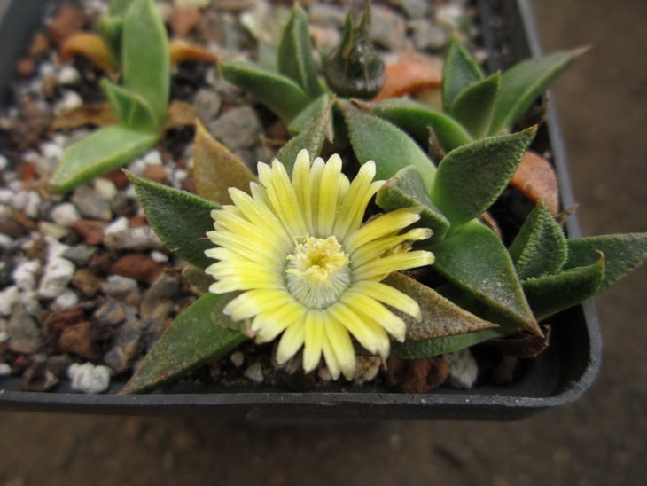 Nananthus transvaalensis.JPG
