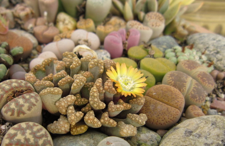 Titanopsis hugo-schlechteri4.JPG