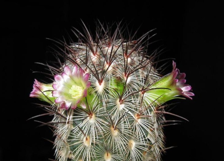Mammillaria microhelia v. microheliopsis