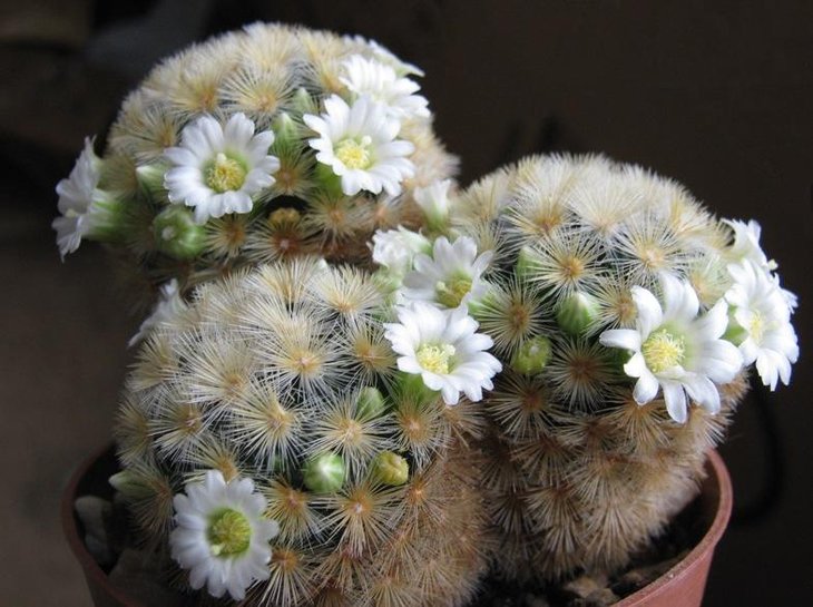 Mammillaria carmenae
