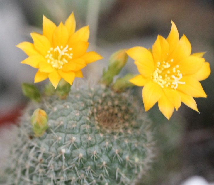 Rebutia