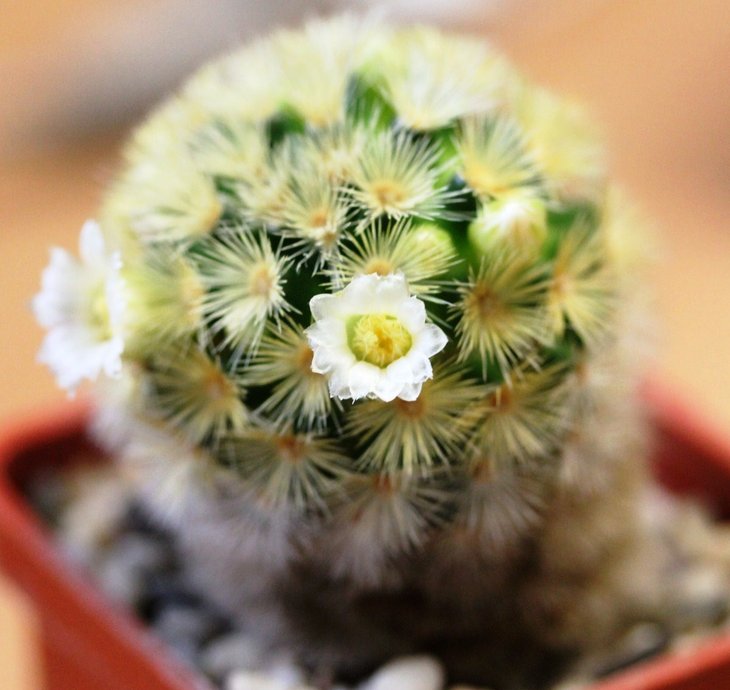 Mammillaria carmenae
