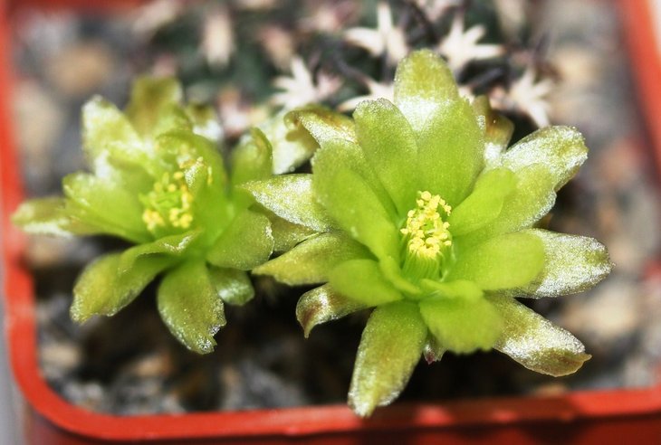 Echinocereus davisii brevispinus