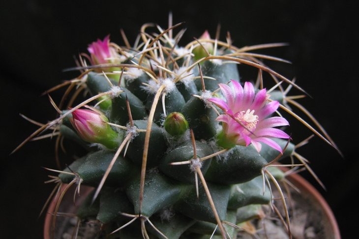 Mammillaria