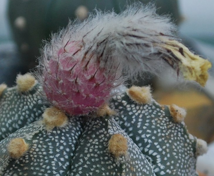 Astrophytum cv five ribs