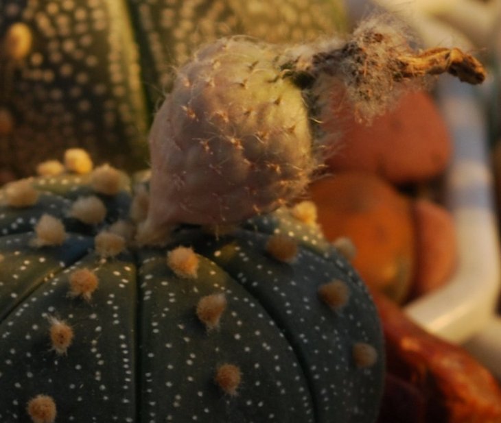 Astrophytum asterias