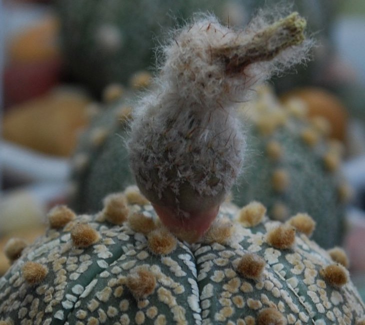 Astrophytum asterias cv Super Kabuto