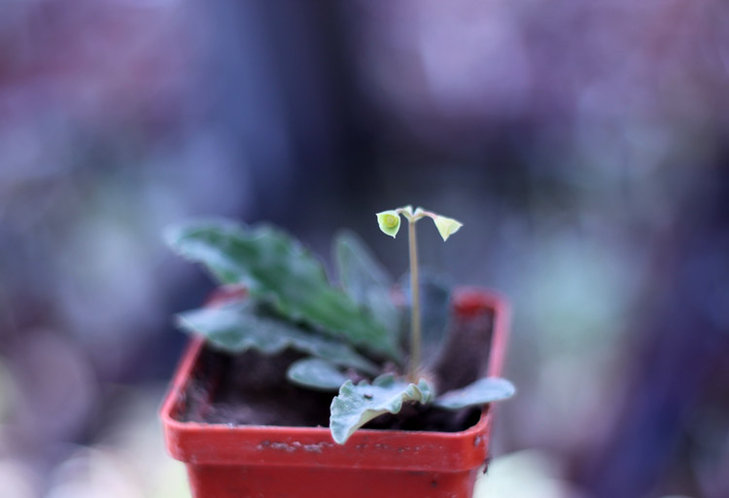 Euphorbia francoisii