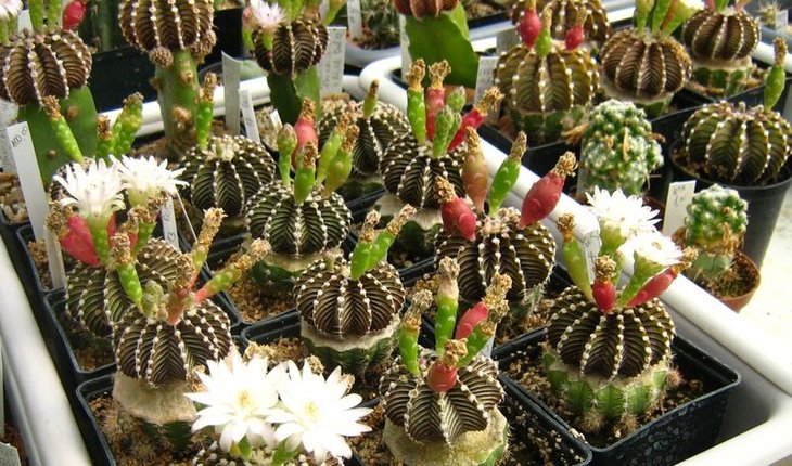 Gymnocalycium friedrichii LB 2178 Agua Dulce