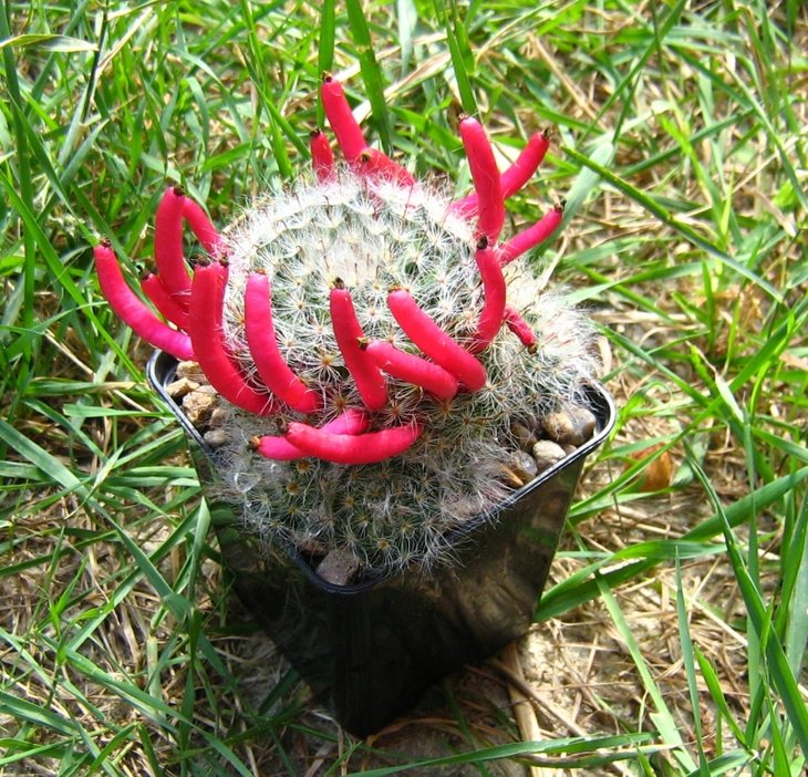 Mammillaria bocasana