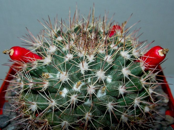 Mammillaria simplex