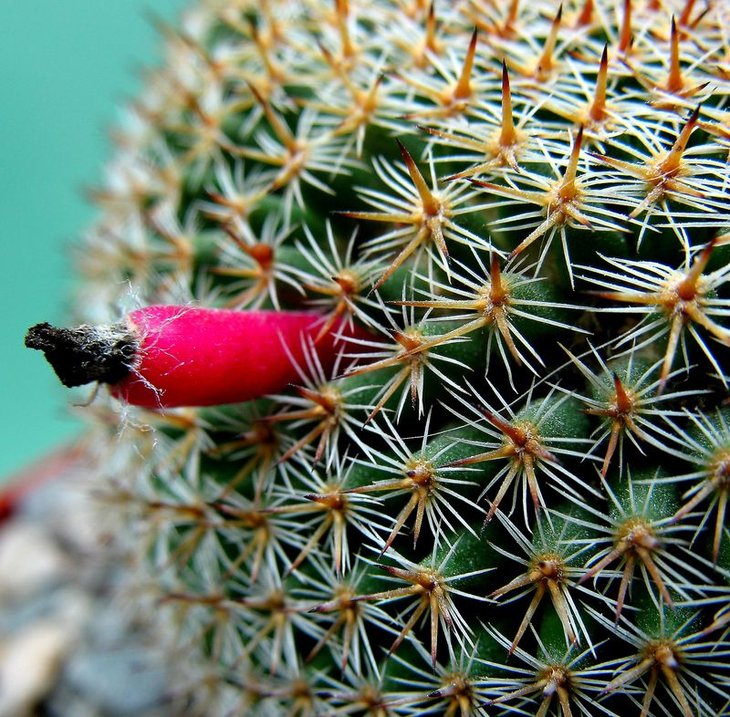 Mammillaria crucigera