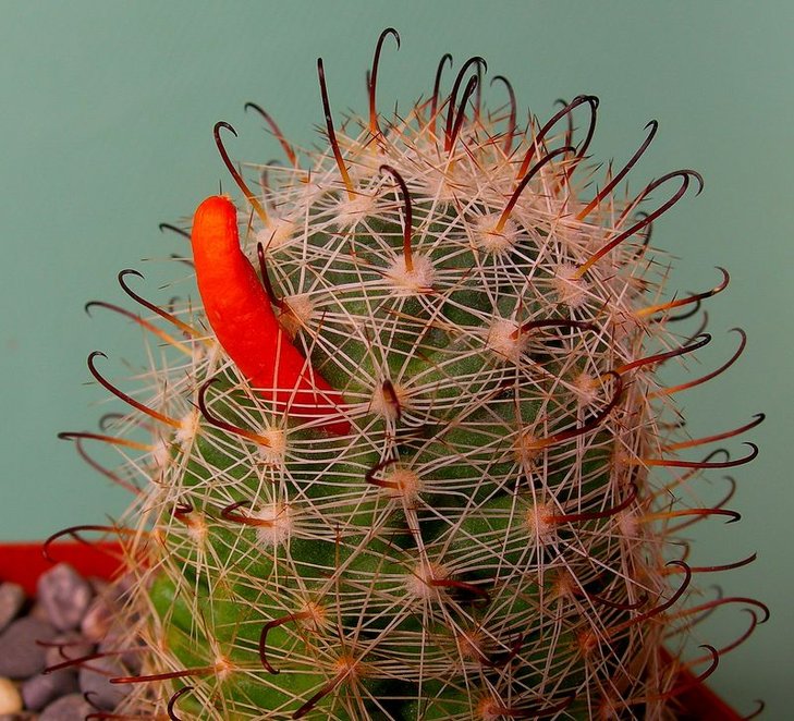 Mammillaria boolii