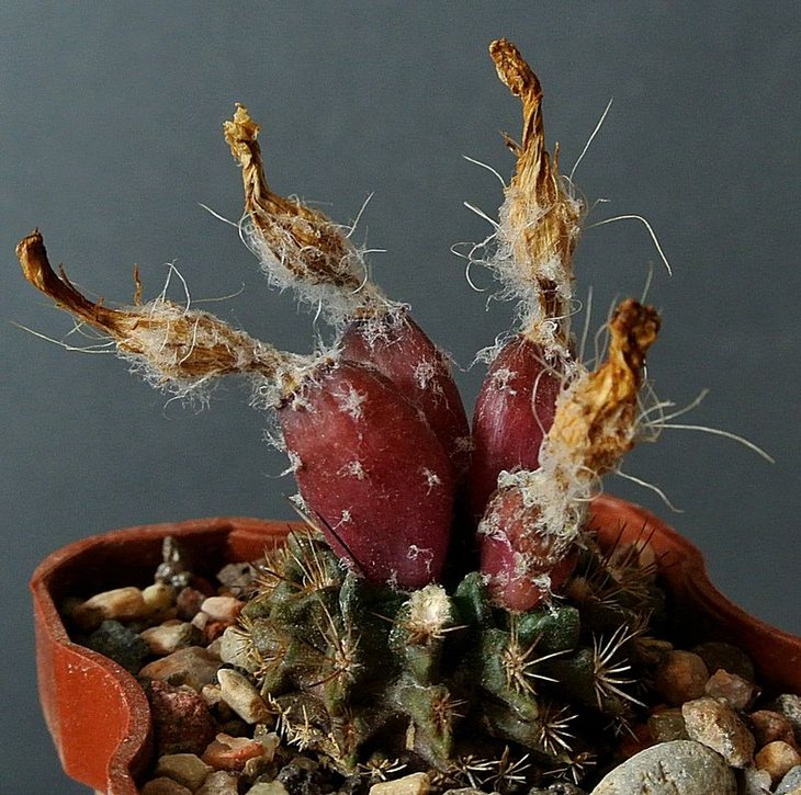 Neochilenia odieri var.fulva
