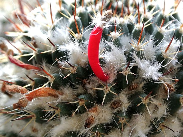 Mammillaria karwinskiana