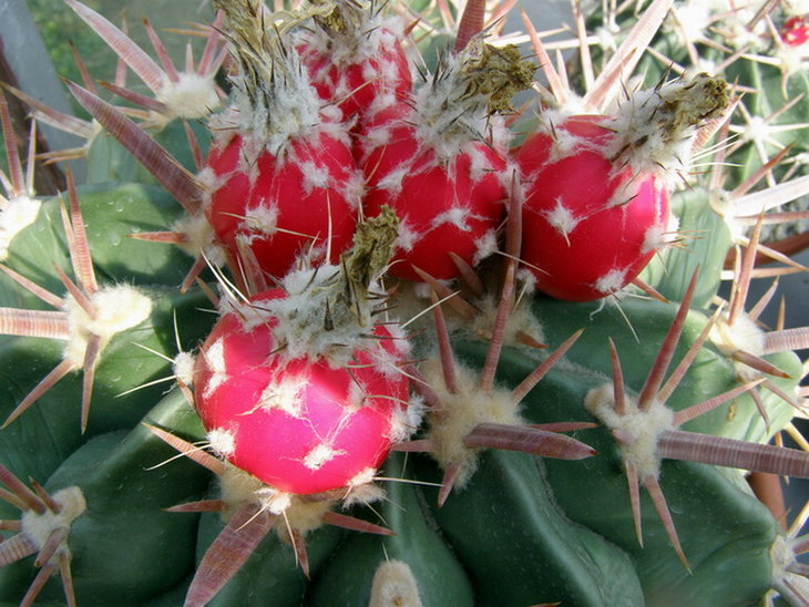 Homalocephala texensis
