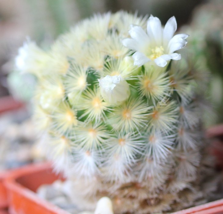 Mammillaria carmenae