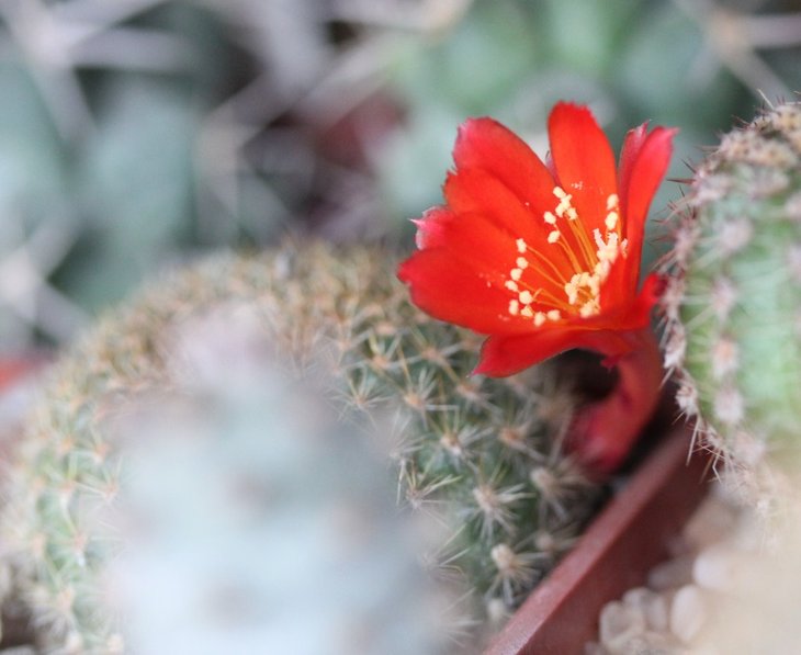Rebutia sp.